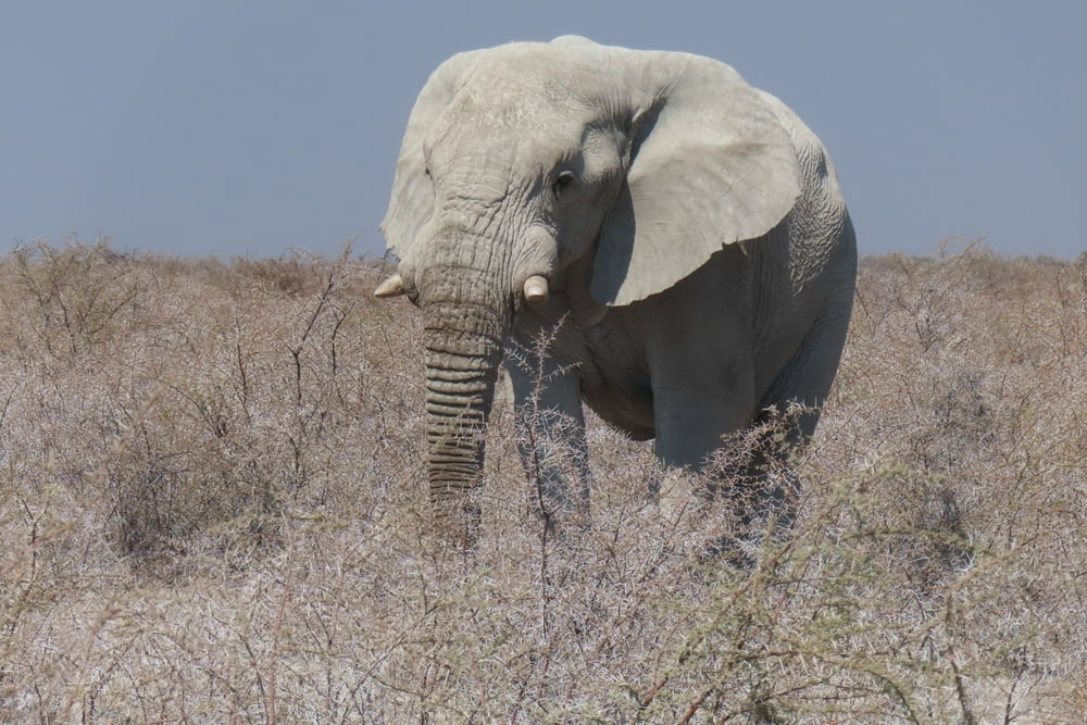 Etosha-Nationalpark 1. Tag