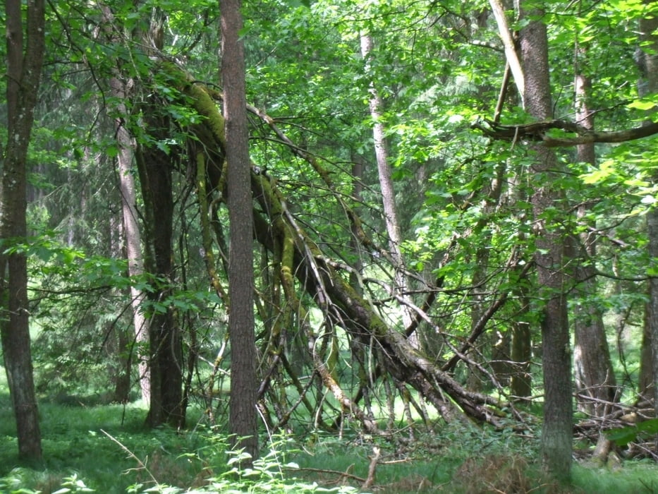 Burgwalden - Scheppacher Weiher & Kapelle – Engelshof – Teufelstal