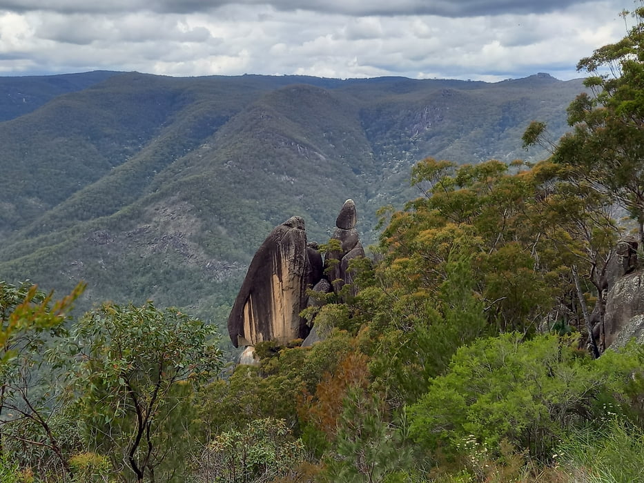 Gibraltar Range - Tree Fern Forest walking track - Dandahra Falls walking track