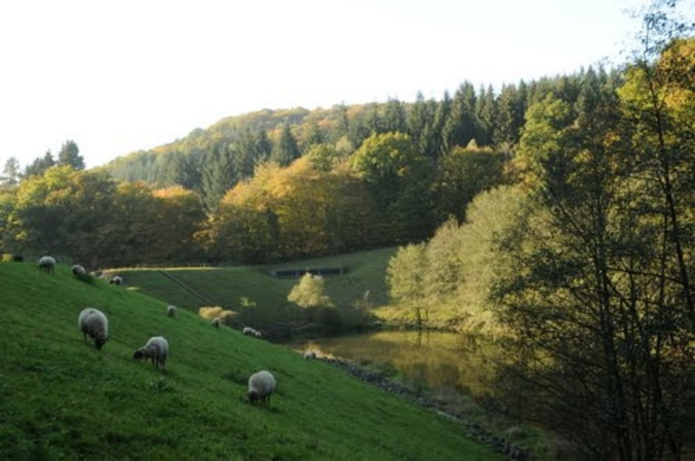 Schriesheim - Weißer Stein (Feierabendrunde/Hometrail)