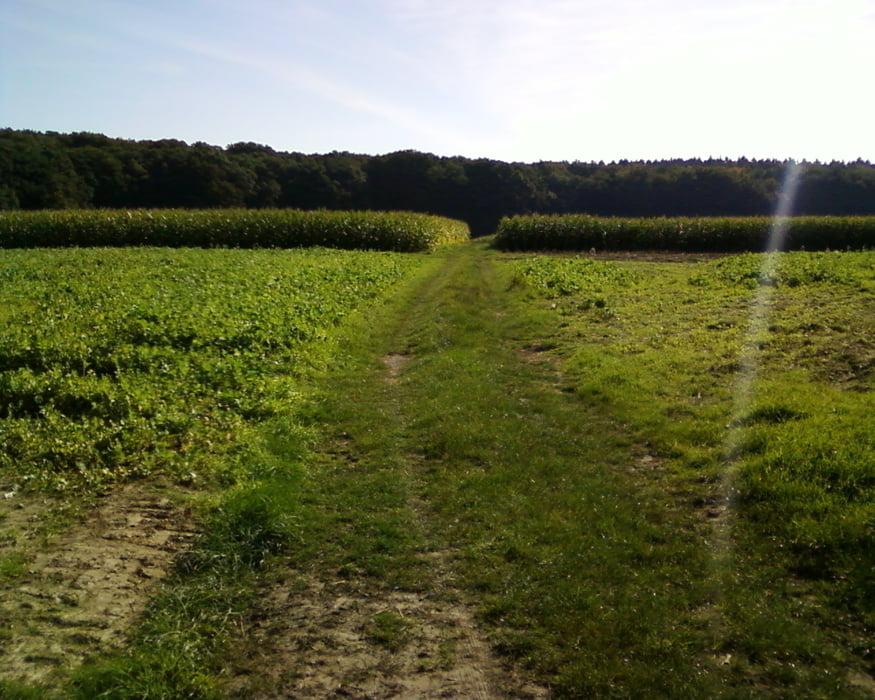 Rundtour zum Waldbeerenberg in der Haard