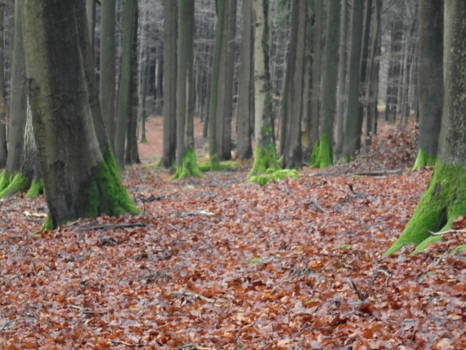 Kadenbach zum Köppelturm