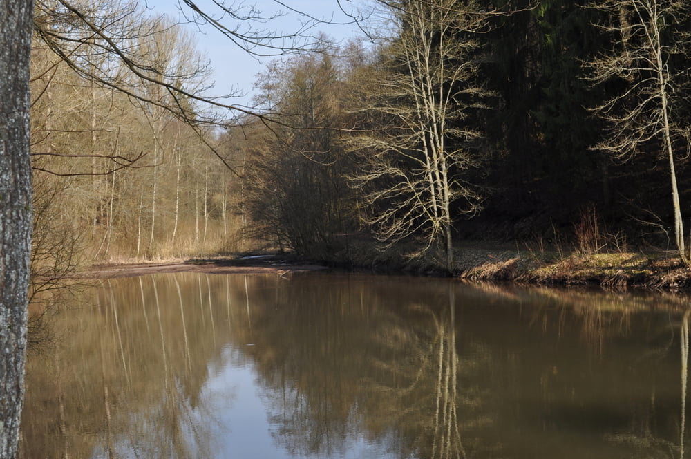 Wasser, Wald und Wiesen bei Limbach