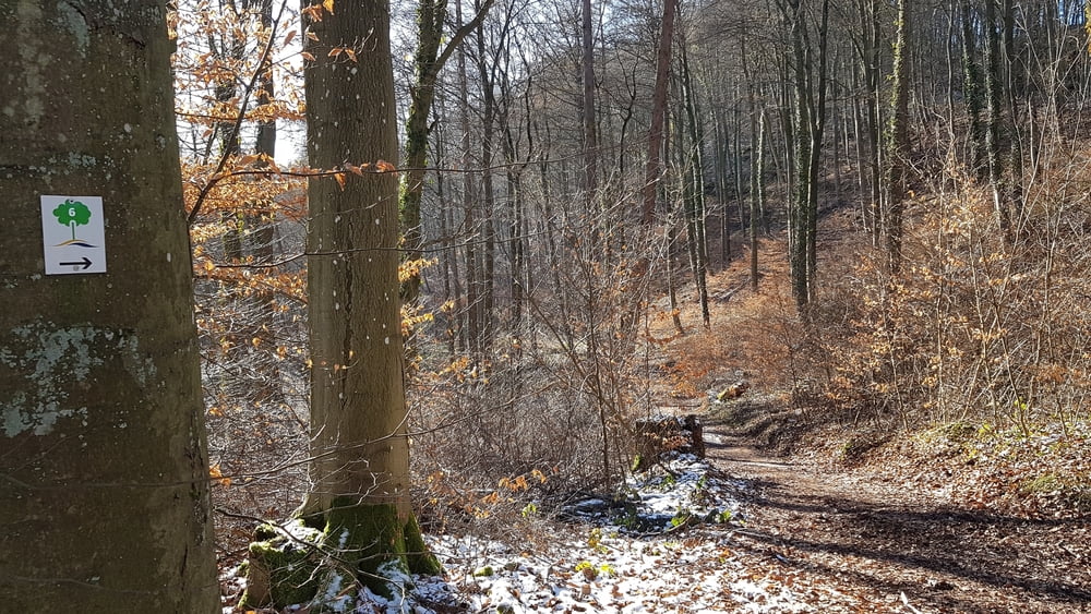 Trier Stadtwald Nr 6 Eine Spur Wilder Trierweiler gekürzt 7 km