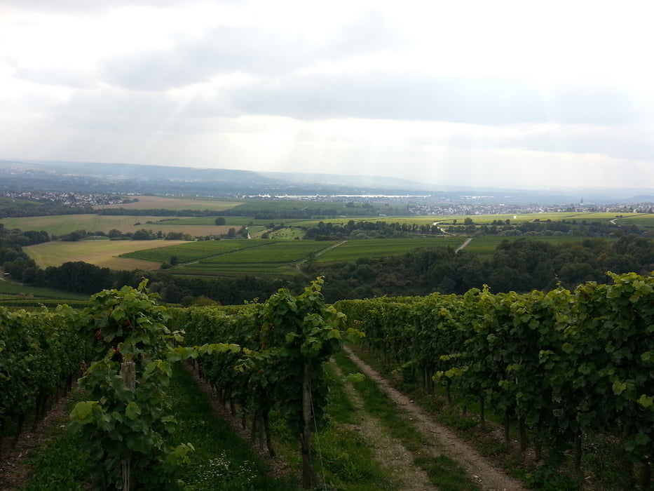 Eltville_Raunthal_Schlangenbad_Hausen_KalteH_Steinberg_und_zurück