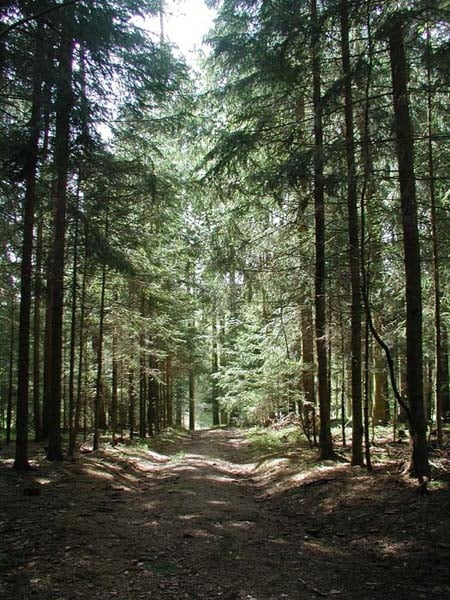 Oberbrändrundweg (Schwärzenbach - Titisee-Neustadt)