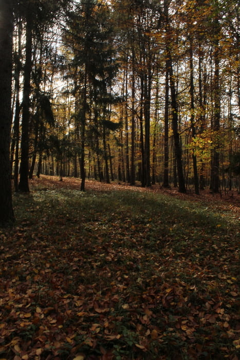 23/2024.Hradište-Brezinský vrch-Cigánska pažiť-Šibeničný vrch-Potôčky-Osný vrch-Kresaný kameň