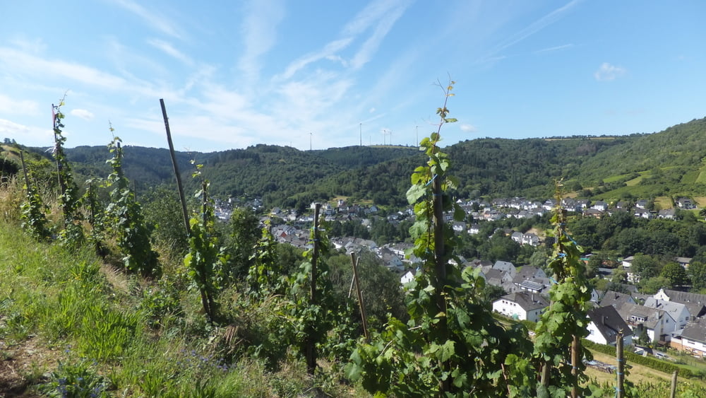 "Stein & Wein" Panorama-Erlebnisweg Fell (Moselsteig-Seitensprung)