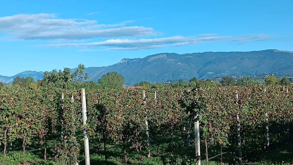 Marcia del Ringraziamento a Maragnole di Breganze (VI)