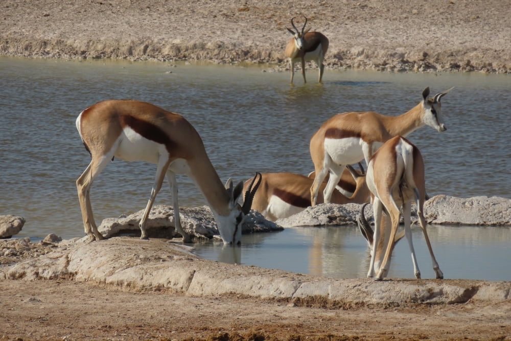 Etosha-Nationalpark 2. Tag