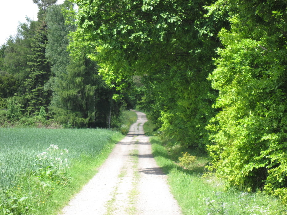 Dieburger Forst - Grube Messel