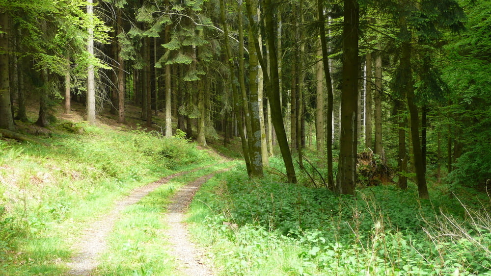 Geschichtswanderweg Allendorf