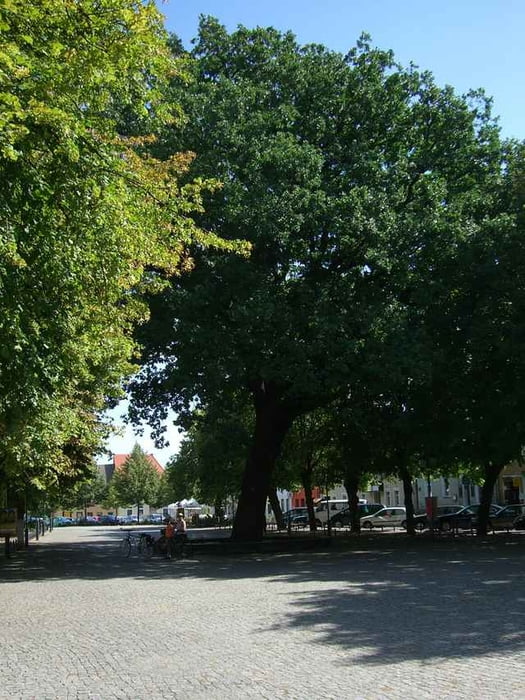 von Bad Saarow zum Dolgensee nach Prieros