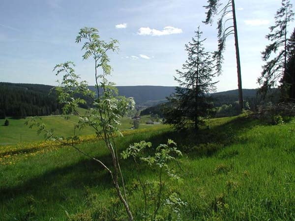 Lohrenhofrundweg (Titisee-Neustadt / OT Schwärzenbach)