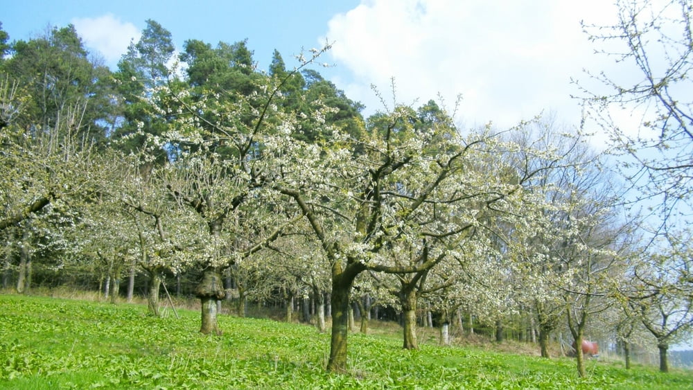 Wandern Franken: Hetzles bei beginnender Kirschblüte