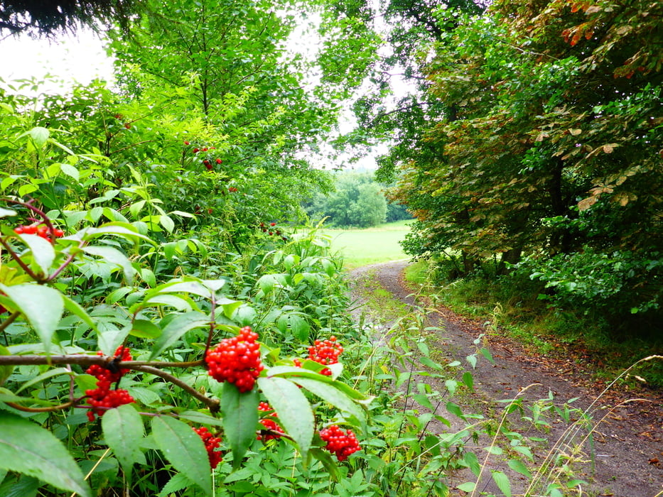 Waldberg - Reinhartshofen - Familienwanderung