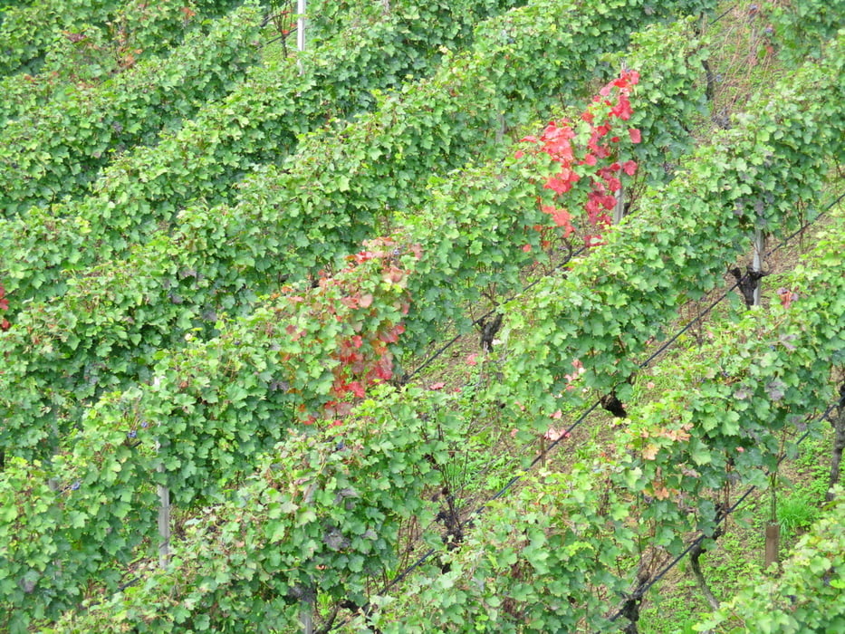 Giro ad anello da Termeno a Niclara (Tramin - Enklara)