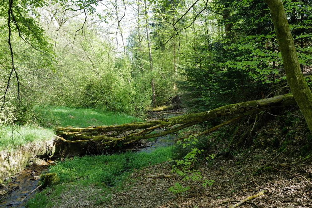 Historischer Rundweg Siegen-Achenbach