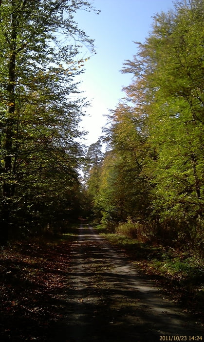 Kleine Sonntagsrunde durch den Hardtwald