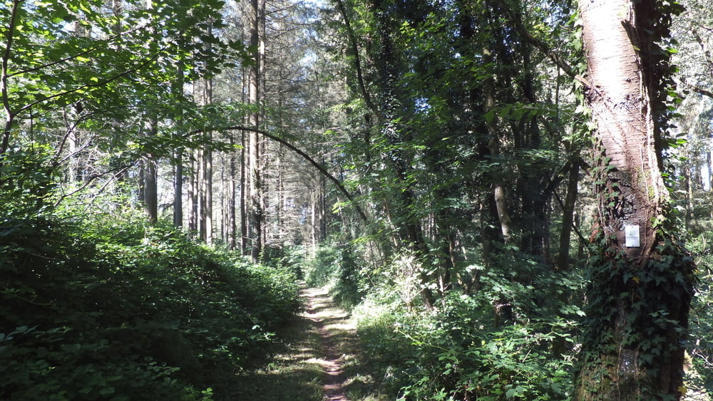 Konzer Höhenrunde (Moselsteig Seitensprung)