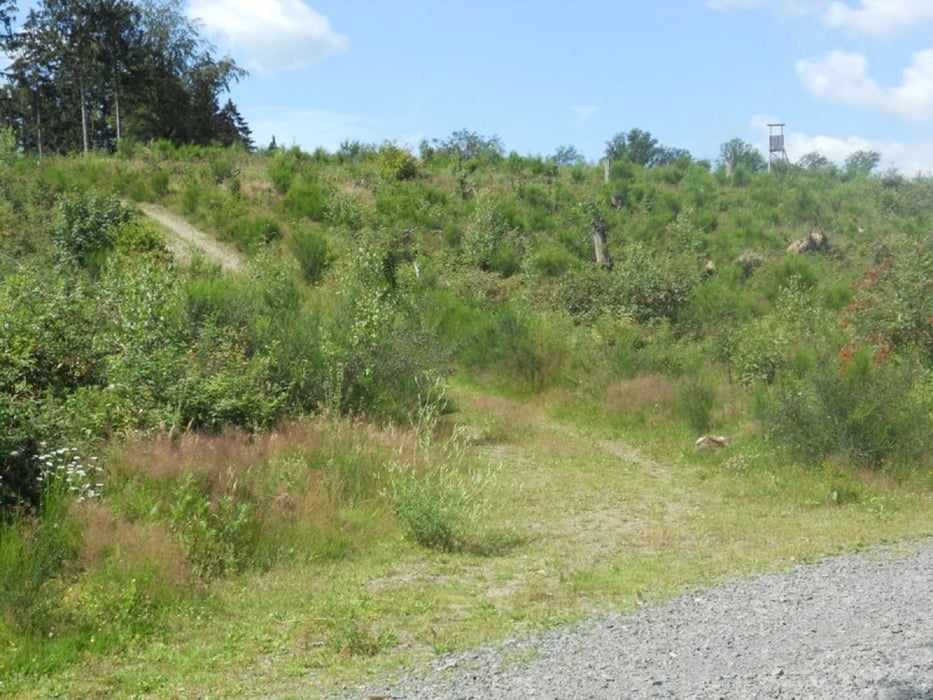 Waldrundgang in Freudenberg 