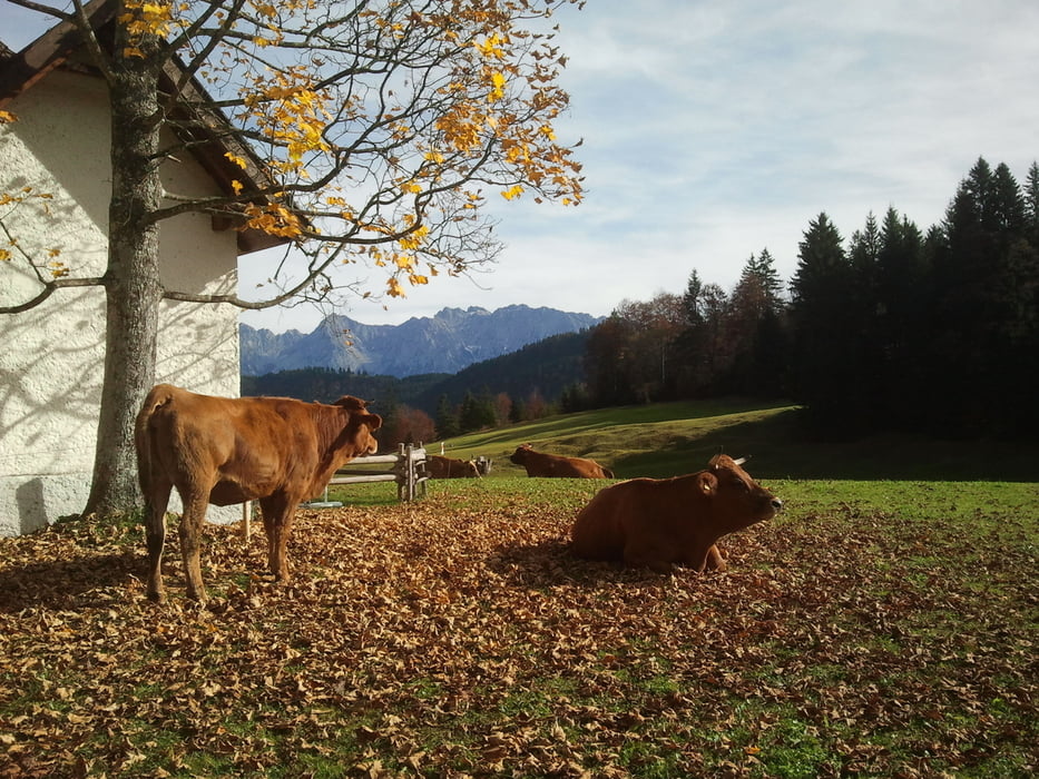 In Partenkirchen zum Gschwandtnerbauern und zurück