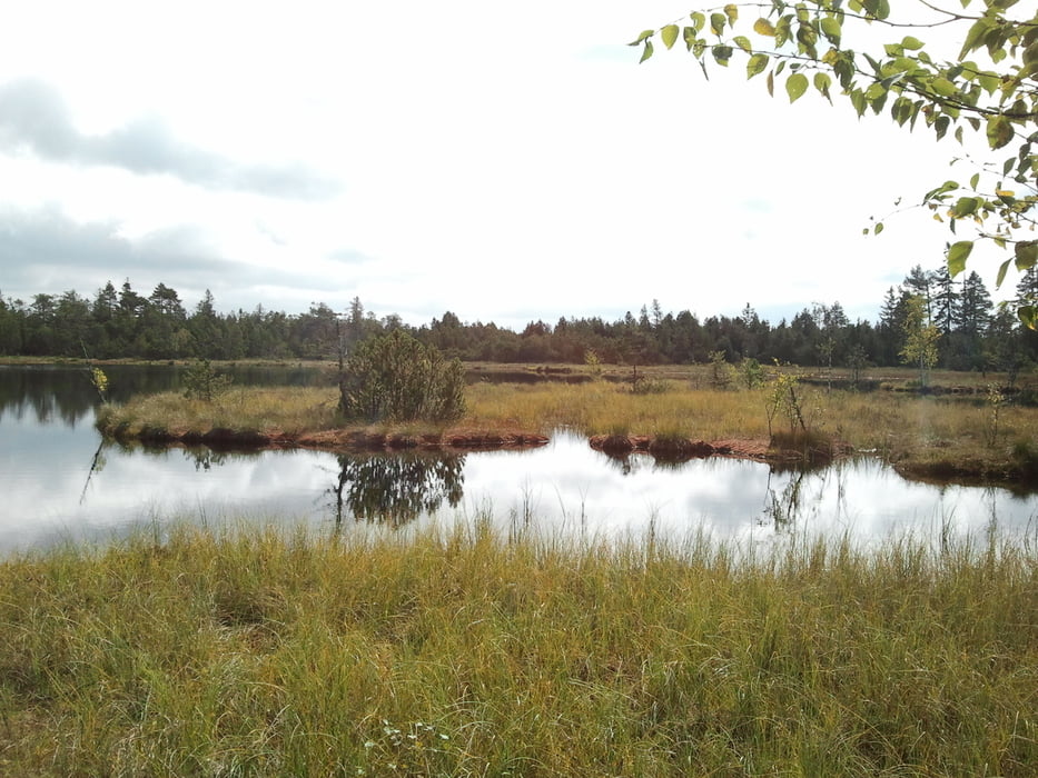 Goldstadttour: Der Wildbader Sommerberg, die Grünhütte und das Hochmoor Wildsee