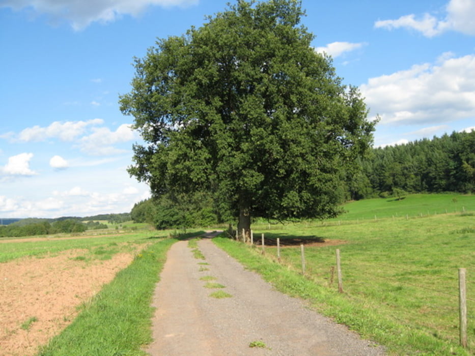 Durch´s Finsterbach.- u. Sammetbachtal