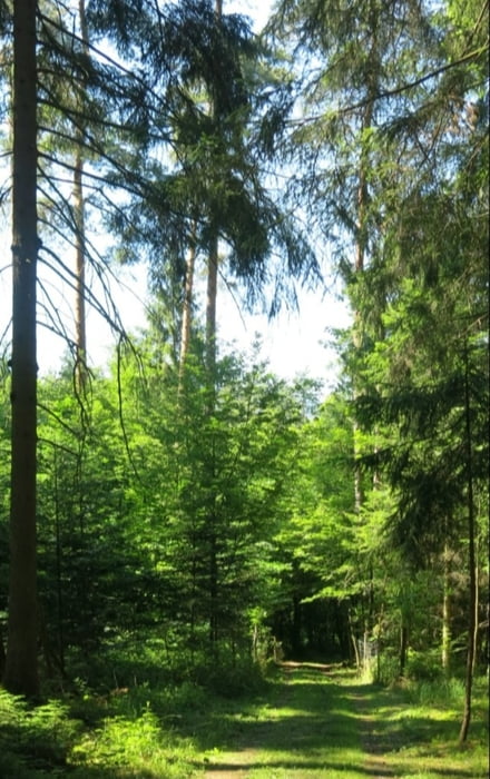 Wandern Franken: Nähe Kalchreuth- bei 30° im kühlen Reichswald