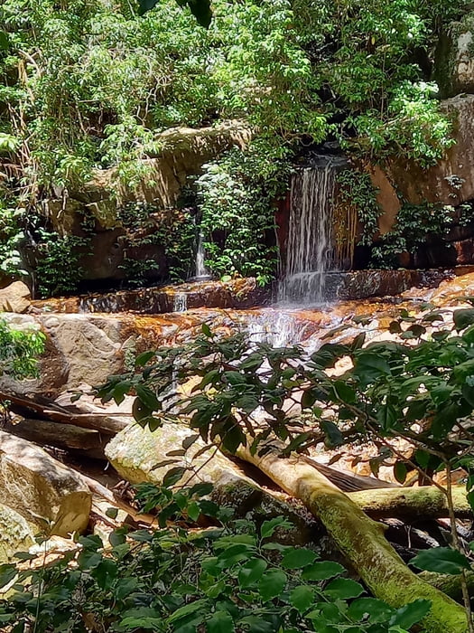 Gibraltar Range - Washpool Walk