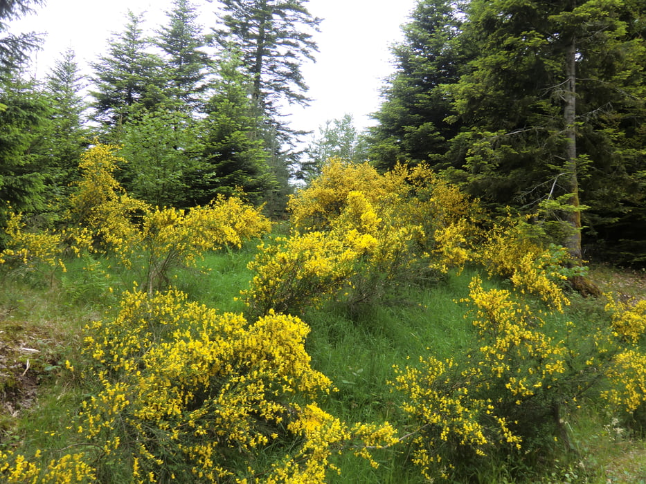 Westweg Schonach - Titisee (3T)