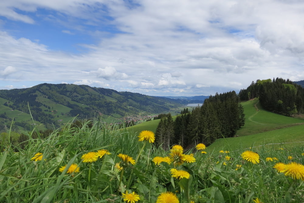 Von Thalkirchdorf zum Hündlekopf