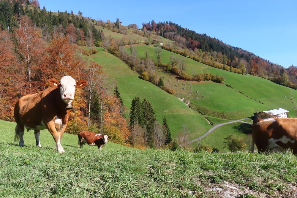 Über die Gföller Mähder und Winklmoos zur Heutalpiste