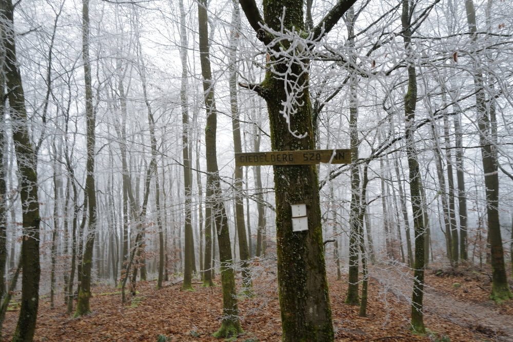 Mudersbach Giebelwald schwere Tour