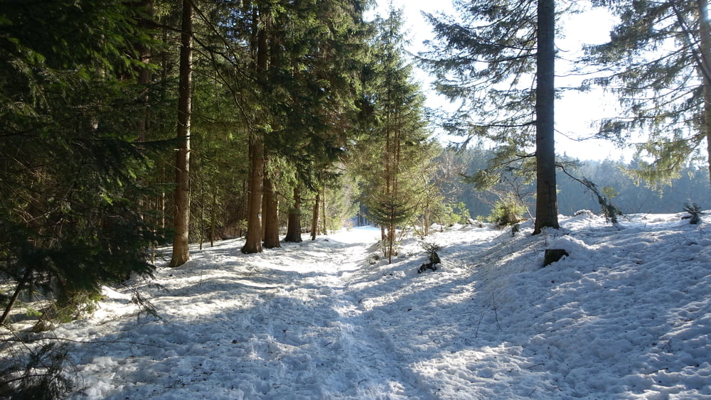 Winterwanderung zum Berghaus Loderhart