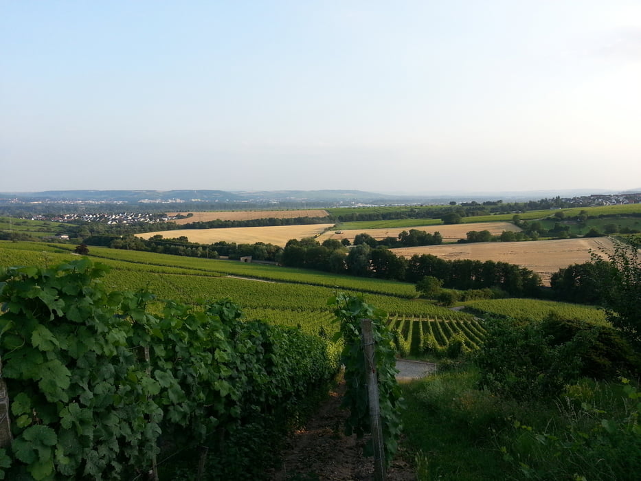 Eltville_ErnstbTal_KasimirKreuz_KalteHerberge_HallgZanger_Steinberg_und_zurück