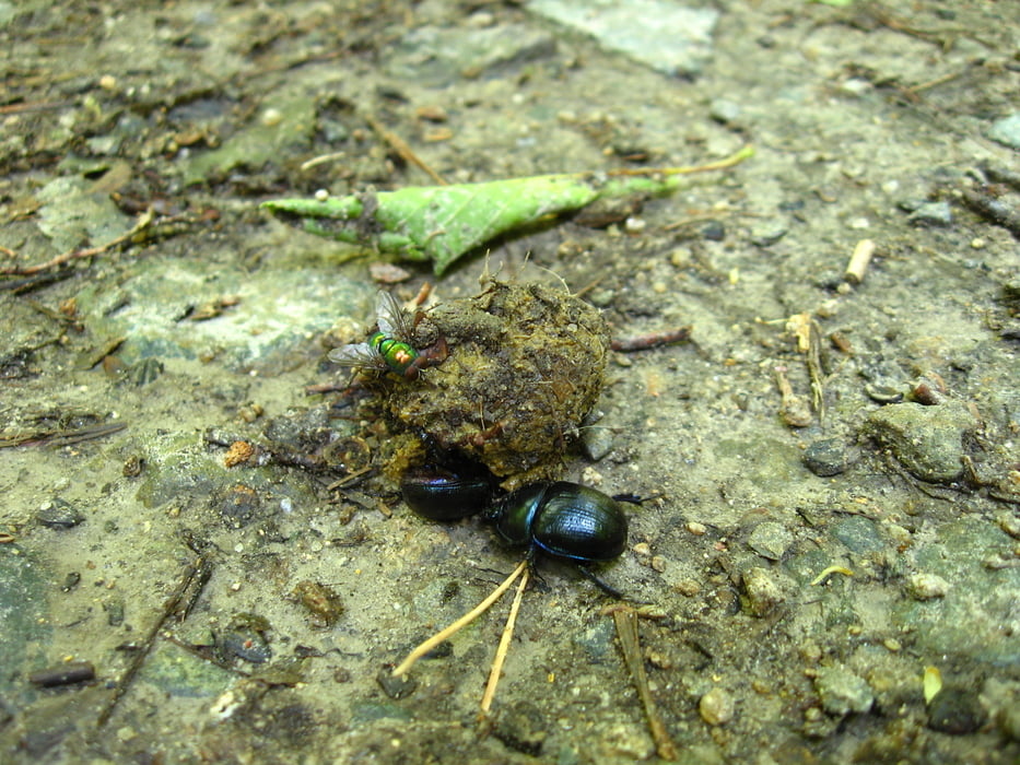 20110619_Čistenie trate Okolobratislavy