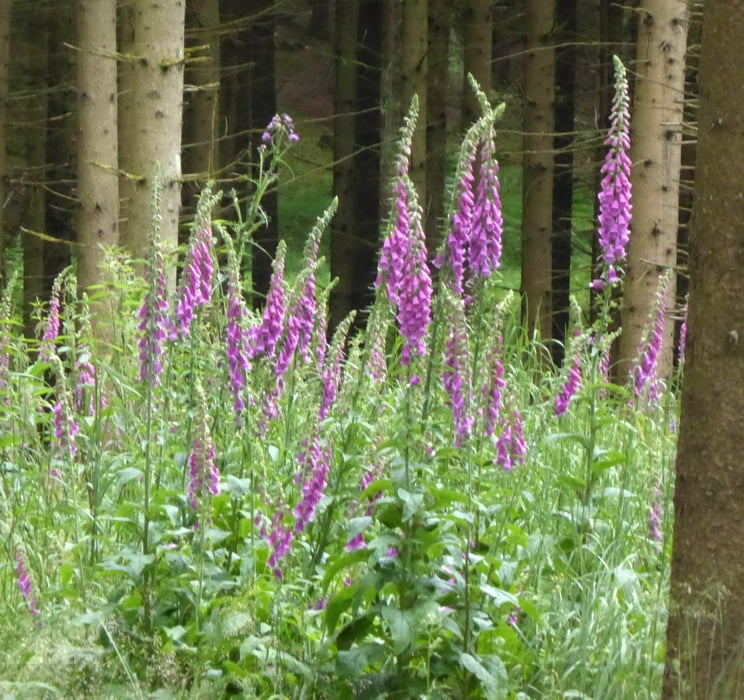 Rundweg von Wellenburg zur Deuringer Heide