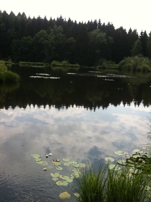 von der Reichenau über den Bodanwald nach Hof Höfen