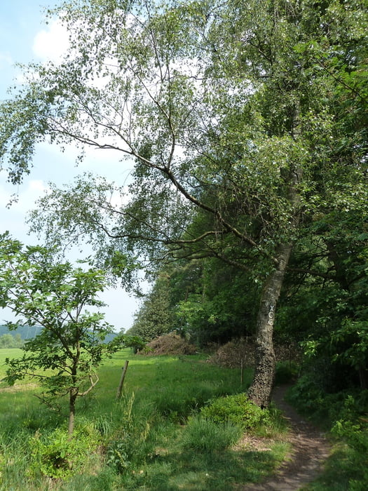 Panoramawege um Lindlar aus Rother Wanderführer -Bergisches Land- Nr.23