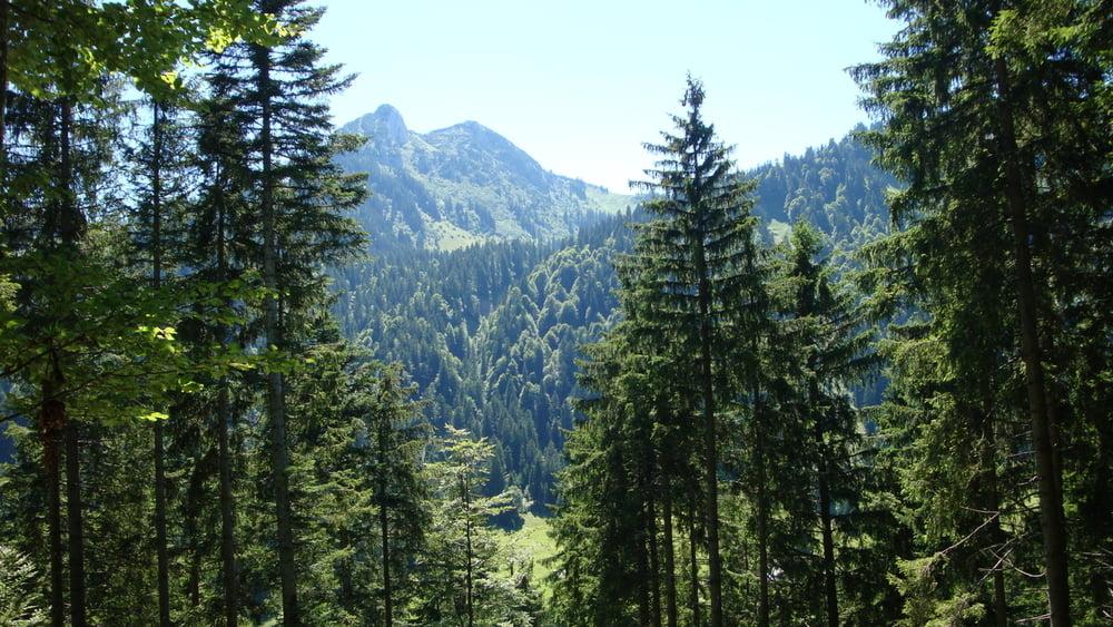 Hirschberg-trail