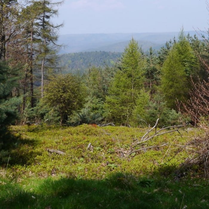 Wandern Pfalzer Rundwanderung Mit Einkehr Haus An Den Fichten