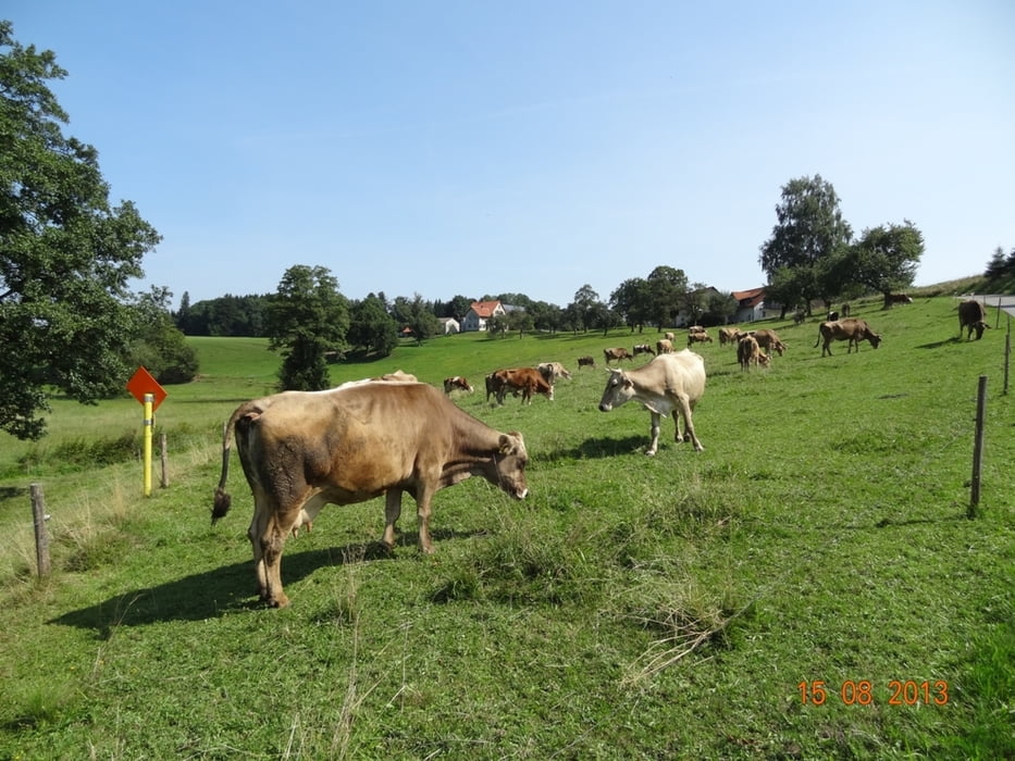 Trekkingbike 20140618TLautrachFriesenhofen50Km460Hm