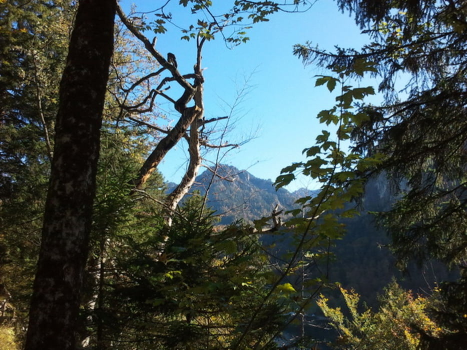 Wandern Alpsee Schluxen Kratzer (Tour 91915)