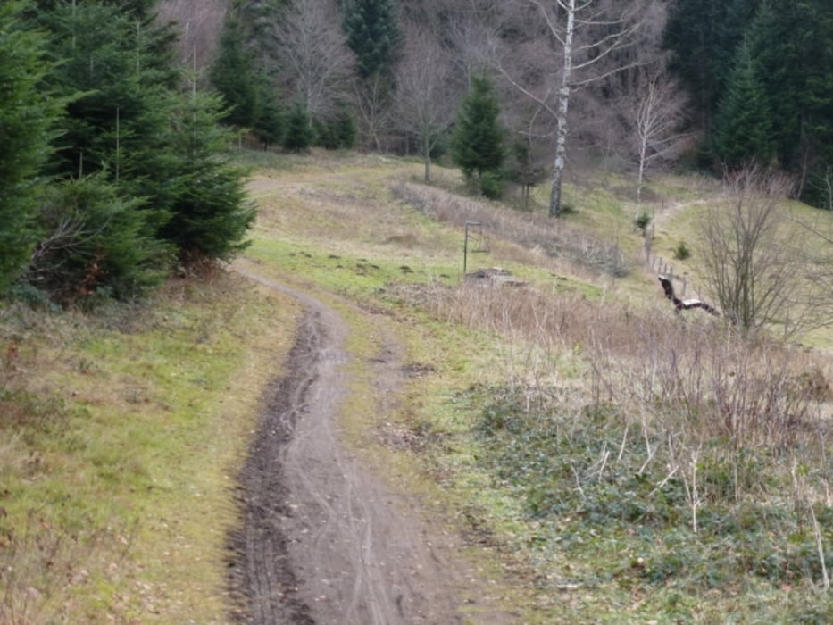 Mountainbike AttentalStreckereckRosskopf (Tour 126558)